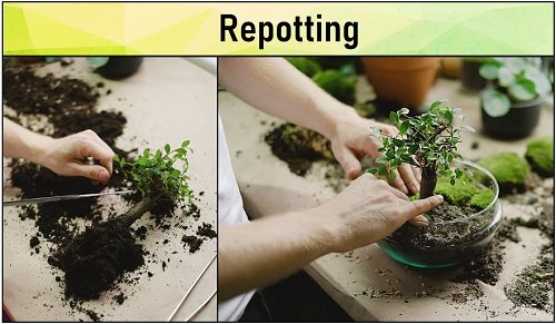 repotting