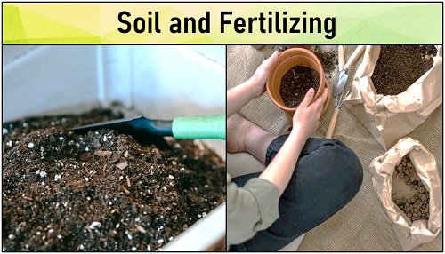 soil and fertilizing