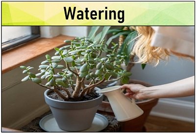 watering a bonsai