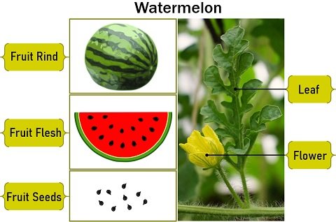 watermelon physical traits