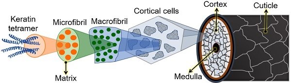 Layers Of Hair Shaft Cuticle Cortex And Medulla Biology Reader