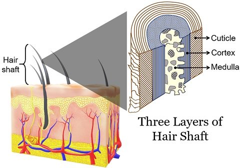 Layers of Hair Shaft - Cuticle, Cortex and Medulla - Biology Reader