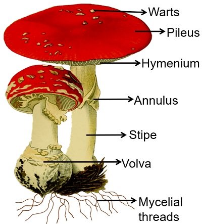 Parts of the mushroom