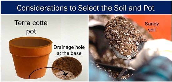 Pot and soil considerations to grow aloe vera