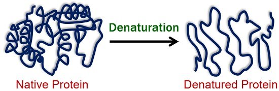 Protein Denaturation by Heat - Definition, Examples & Mechanism ...