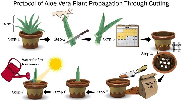 aloe vera propagation through cutting