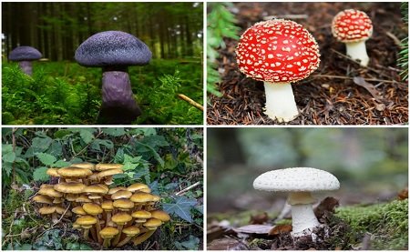 inedible and poisonous mushrooms