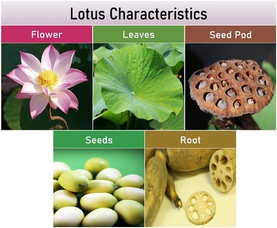 lotus characteristics