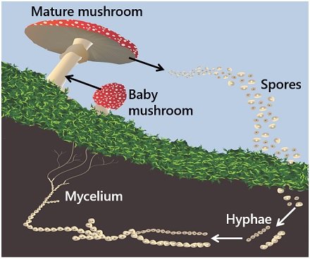 reproduction of mushrooms