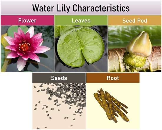 water lily characteristics