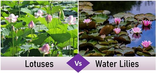 Lotus Vs. Water Lilies, What's The Difference?