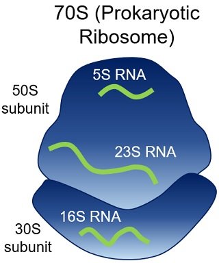 70-S ribosome