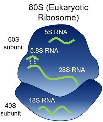 80-S ribosome