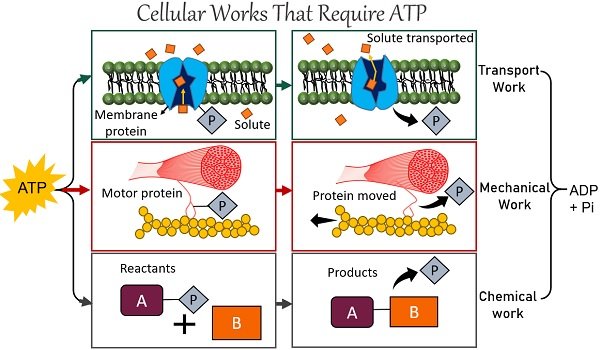 Cellular works that require ATP