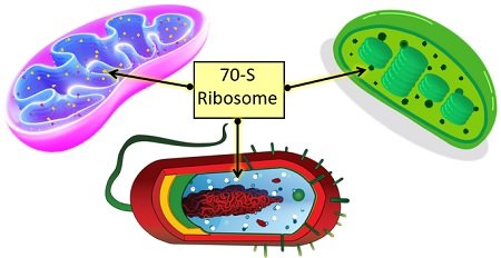 Occurrence of 70-S ribosome