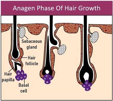 anagen phase of hair growth