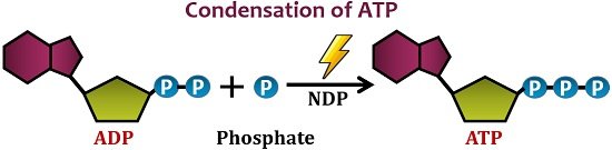 condensation of ATP