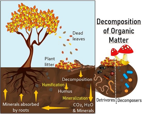 decomposition of organic matter