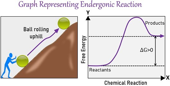 endergonic reaction graph