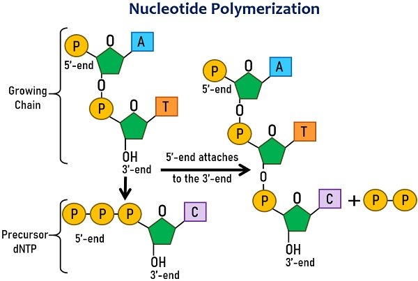 nucleotide polymerization