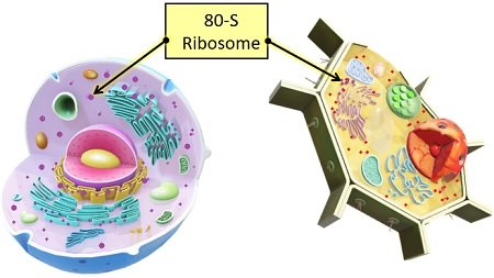 occurrence of 80-S ribosome