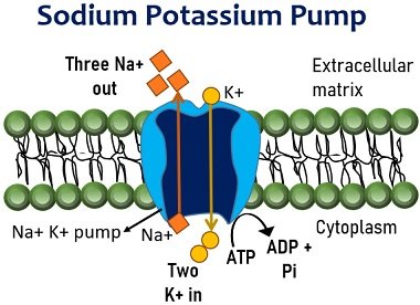 sodium potassium pump